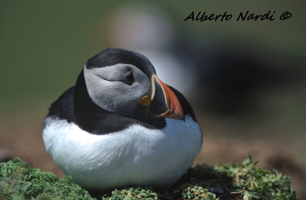 Pulcinella di mare sulle scogliere del Galles. Foto Alberto Nardi
