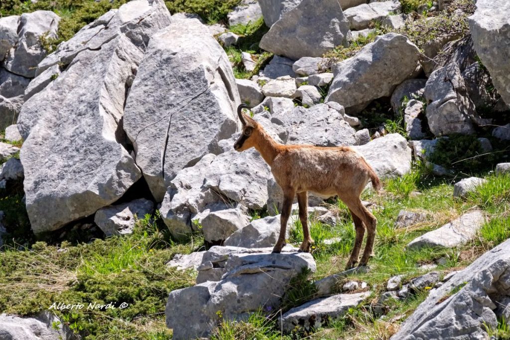 Un camoscio incontrato durante l