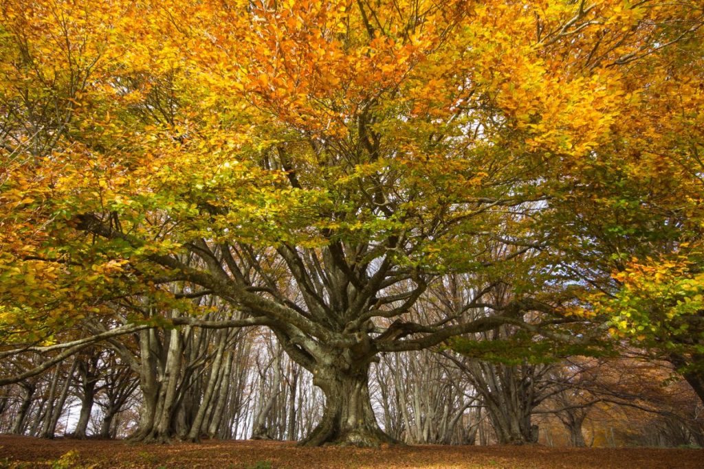 Uno dei faggi secolari di Canfaito, in provincia di Macerata @ AdobeStock