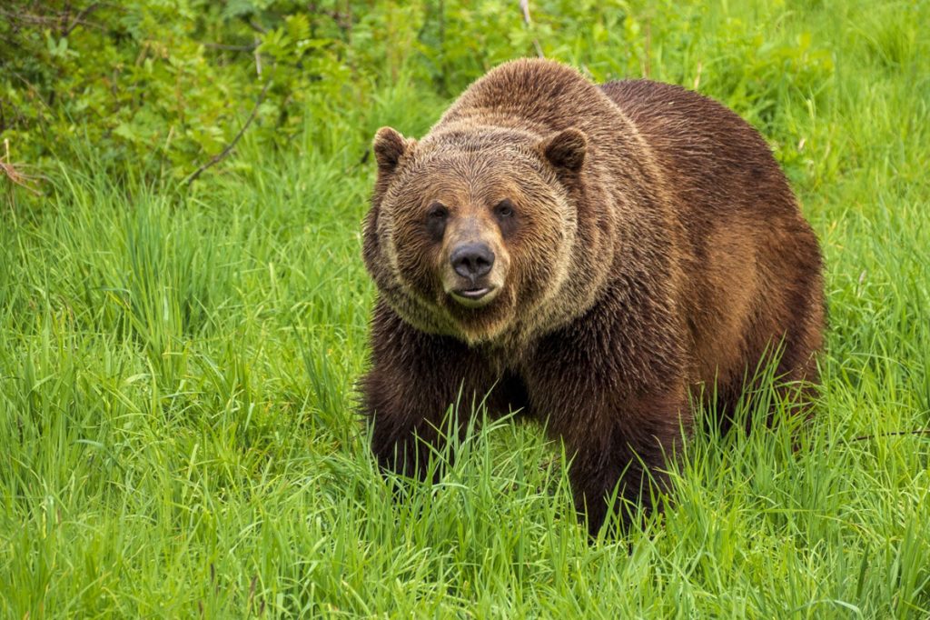 Un orso nel Parco di Yellowstone. Negli Stati Uniti le bear spray sono legali @ ANSA