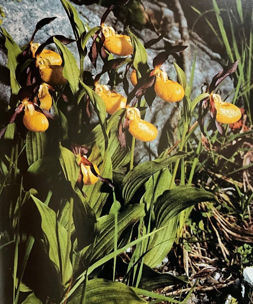 Cypriprdium calceolus, più conosciuta come Scarpetta di Venere. Foto da Orchidee delle Dolomiti d'Ampezzo (Parco Naturale delle Dolomiti d'Ampezzo)