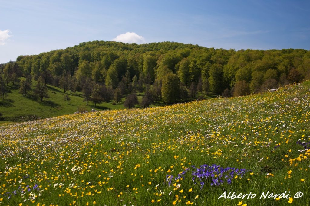 Fioriture sull'Altopiano dell'Arresta. Foto Alberto Nardi