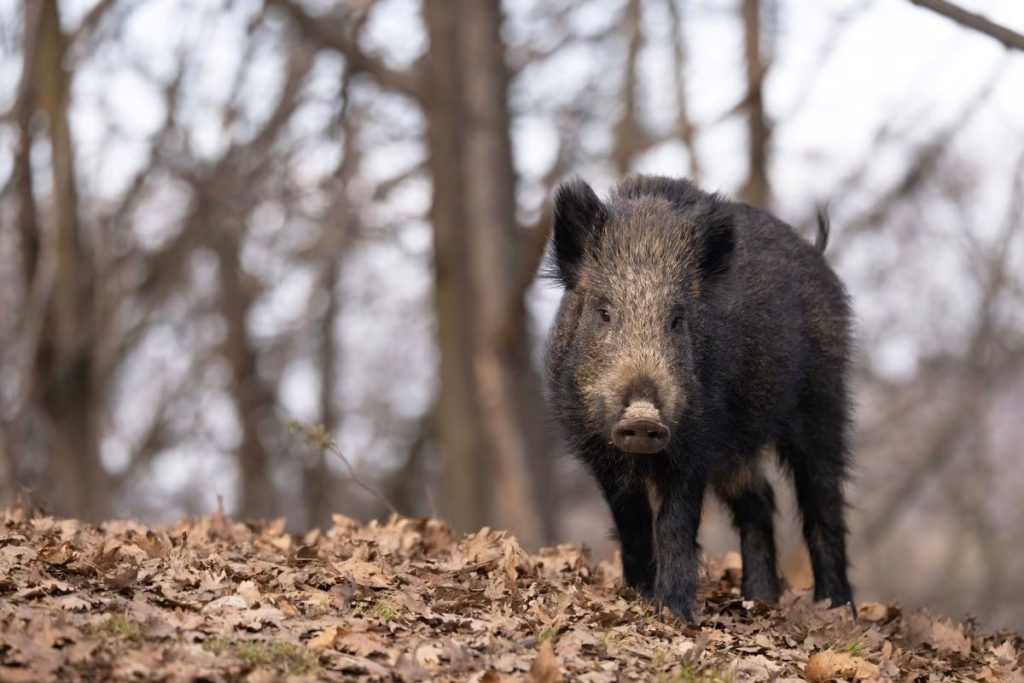 Cosa è meglio fare quando ci si trova di fronte a un cinghiale