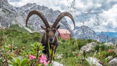 Incrocio di sguardi @ AdobeStock_