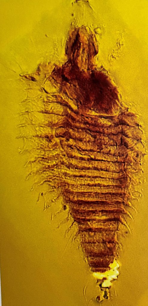 Acaro in Ambra triassica scoperto e segnalato dal cortinese Paolo Fedele nel 1997 ( dal volume Geologia e Fossili di Cortina e dintorni , 2023 ed. Regole d