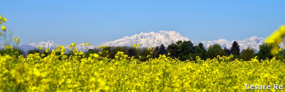 Il Monte Rosa ripreso da un campo di colza. Impossibile, in questo caso, avere nitido il primo piano e anche lo sfondo, a meno di non unire diverse immagini, con avanzate tecniche di post produzione. E' la lontananza delle cime, dal punto di ripresa, ad imporre la scelta di avere nitide le cime e di sfocare il primo piano. Tra l'altro anche un diaframma chiuso, f/16, non consente comunque di avere profondità di campo sufficiente, visto l'utilizzo di una focale tele. Il punto di messa a fuoco è sulla montagna. L'ottica è il Nikkor 80-400, utilizzato ad una focale di 320 mm. La foto è stata giù previsualizzata in formato panoramico, durante la fase di ripresa. Usando il teleobiettivo, si sfrutta anche il fenomeno ottico della compressione dei piani: la distanza tra il Monte Rosa e i fiori, in primo piano, sembrerà essere minore di quanto non sia in realtà. Nikon D800; Nikkor 80-400 4,5/5,6 AFG VR2; Treppiede; 1/800 sec; f/16; ISO 400.