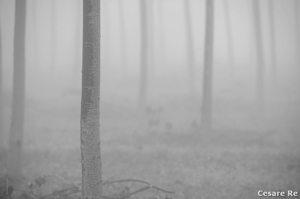 Il punto di messa a fuoco è sul primo albero. Il diaframma è aperto, sia per ridurre la profondità di campo, si per accentuare l'effetto della nebbia, ulteriormente intensificato dalla compressione dei piani dell'ottica tele. Sicuramente l'occhio dell'osservatore si concentra nel punto nitido che è, ovviamente, anche quello della messa a fuoco. Nikon D800; Nikkor 80-400 4,5/5,6 AFG VR2 1/160 sec; f/7,1; ISO 400; focale di 330 mm. Mano libera, grazie allo stabilizzatore.