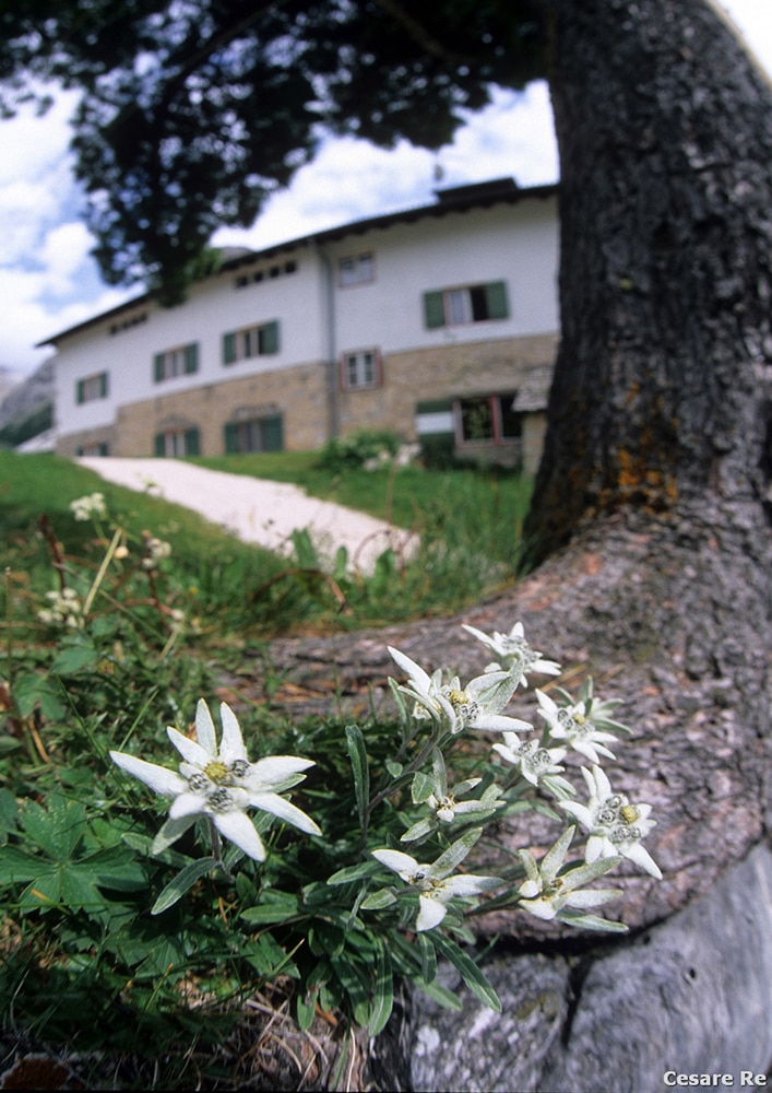 Fotografia di stelle alpine o del rifugio Firenze? Poco conta. O meglio, a mio avviso si tratta di una fotografia del rifugio, fortemente ingentilita dalla presenza del fiore di montagna per eccellenza. Nikon F90x; Sigma 15 2,8 AFD; Velvia 50 iso.