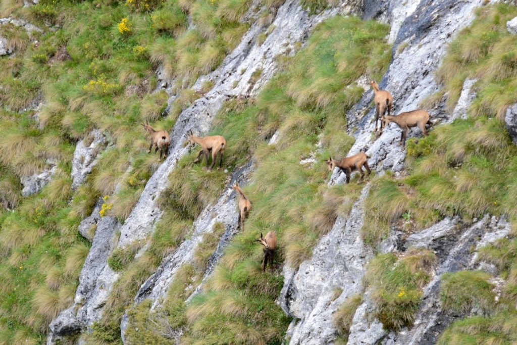 Camosci @ AdobeStock