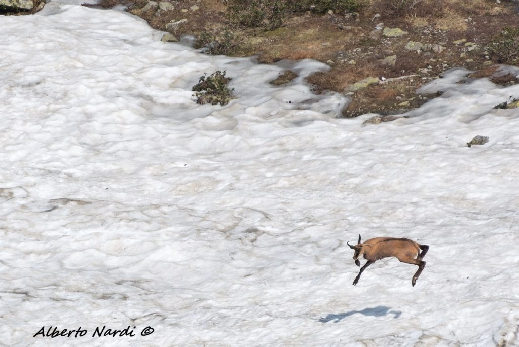 Camoscio avvistato su un nevaio a bordo sentiero. Foto Alberto Nardi