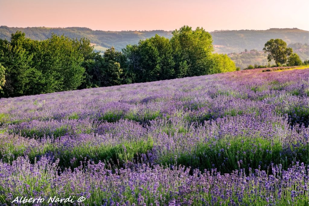 Campi di lavanda presso Sale San Giovanni. Foto Alberto Nardi