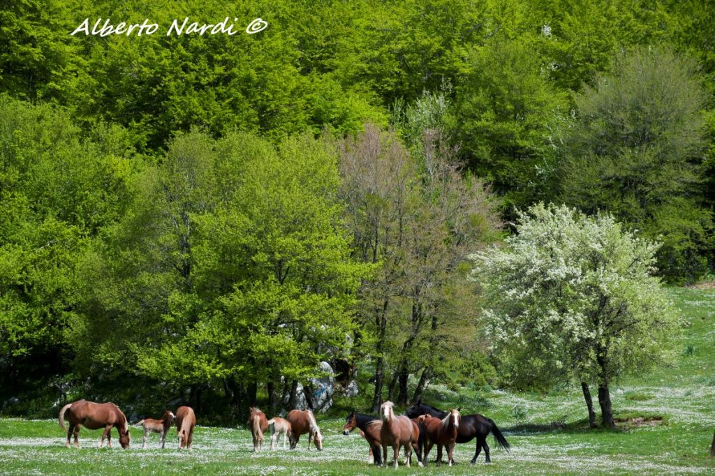 Cavalli al pascolo presso i Pozzi di Santa Maria. Foto Alberto Nardi