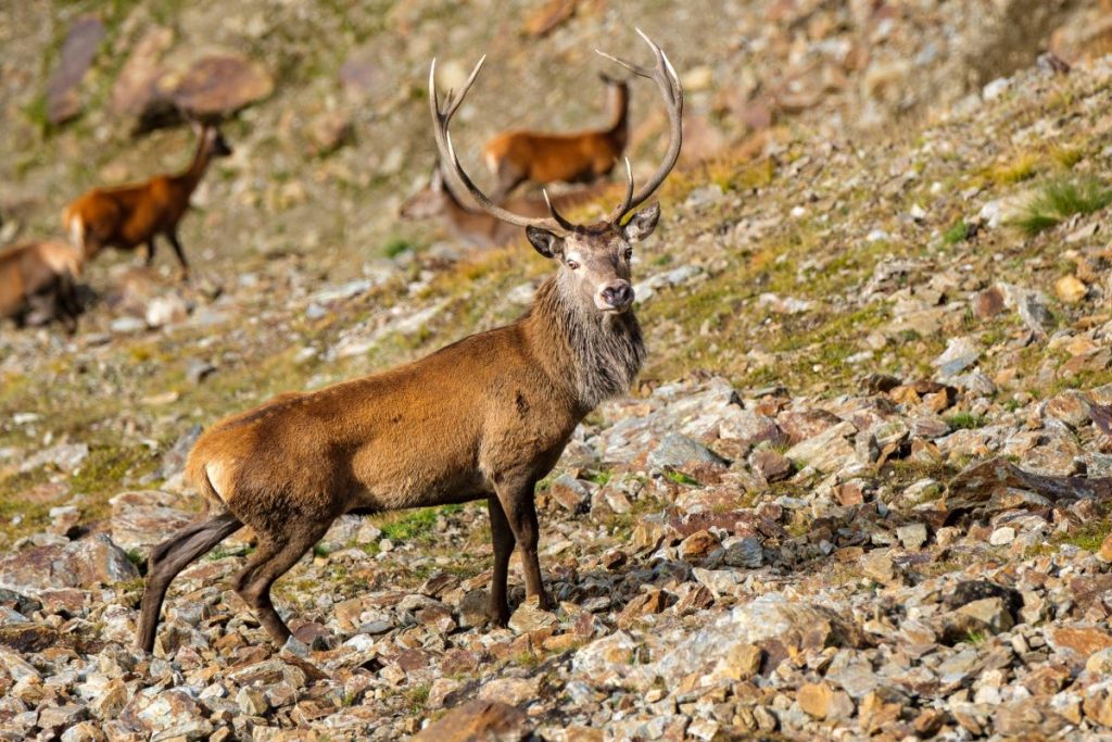 Cervi in Val Grande (BS) @ AdobeStock