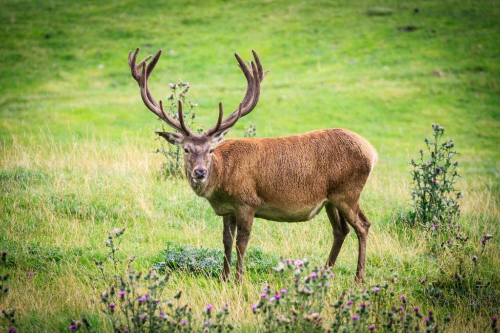 Cervo maschio adulto @ AdobeStock