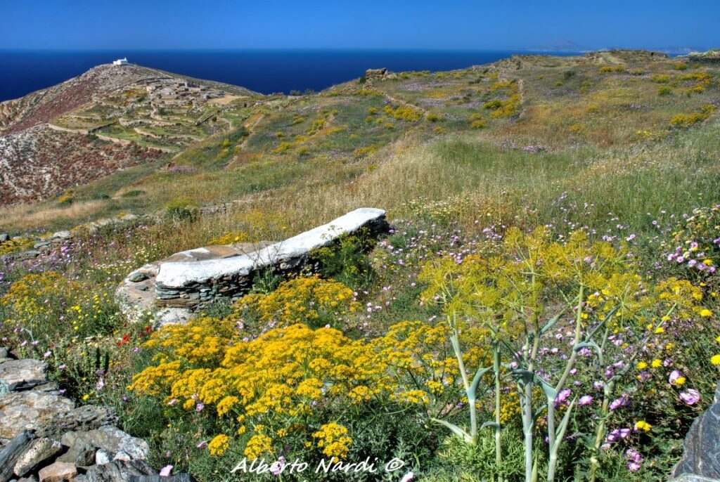 Cespugli di ferula e vitucchio rosso. Foto Alberto Nardi