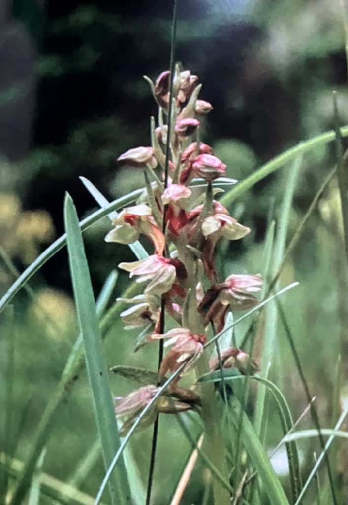 Coeloglossum viride. Foto da Orchidee delle Dolomiti d