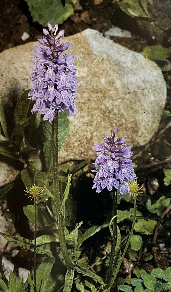 Dactylorhiza fuchsii. Foto da Orchidee delle Dolomiti d