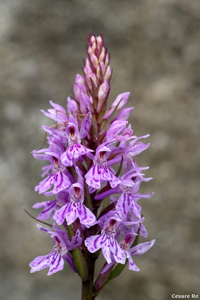 Dattilorizia maculata (Dactylorhiza maculata). Foto Cesare Re