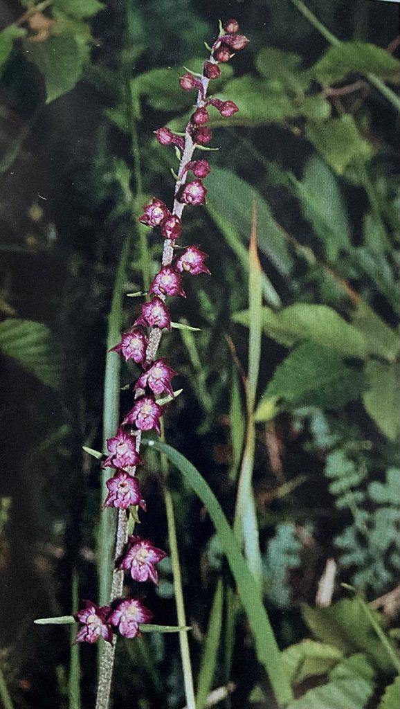 Epipactis atrorubens. Foto da Orchidee delle Dolomiti d