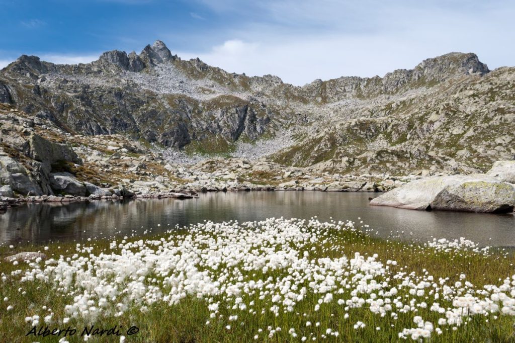Fioritura di Eriofori in riva al lago. Foto Alberto Nardi