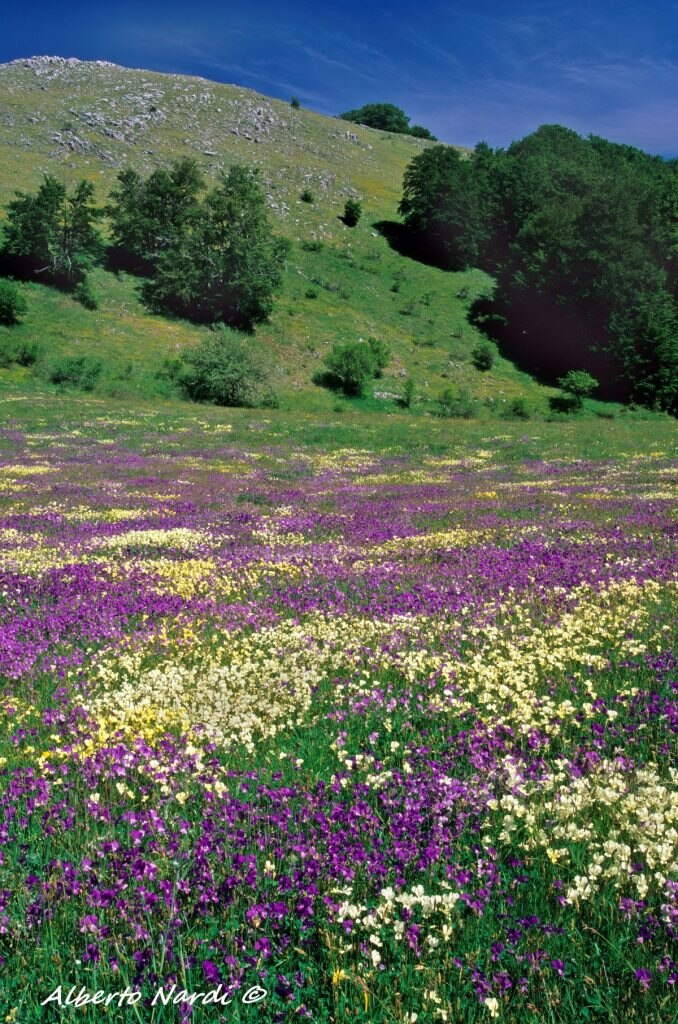 Fioritura di Viola dell