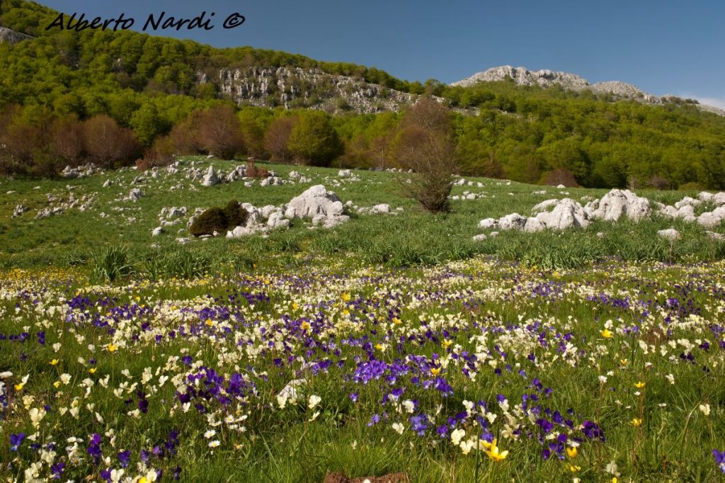 Fioritura nella Valle del Manzerracchio. Foto Alberto Nardi