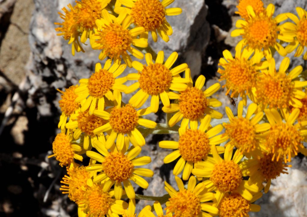 Fioriture accanto alla spiaggia, foto SA