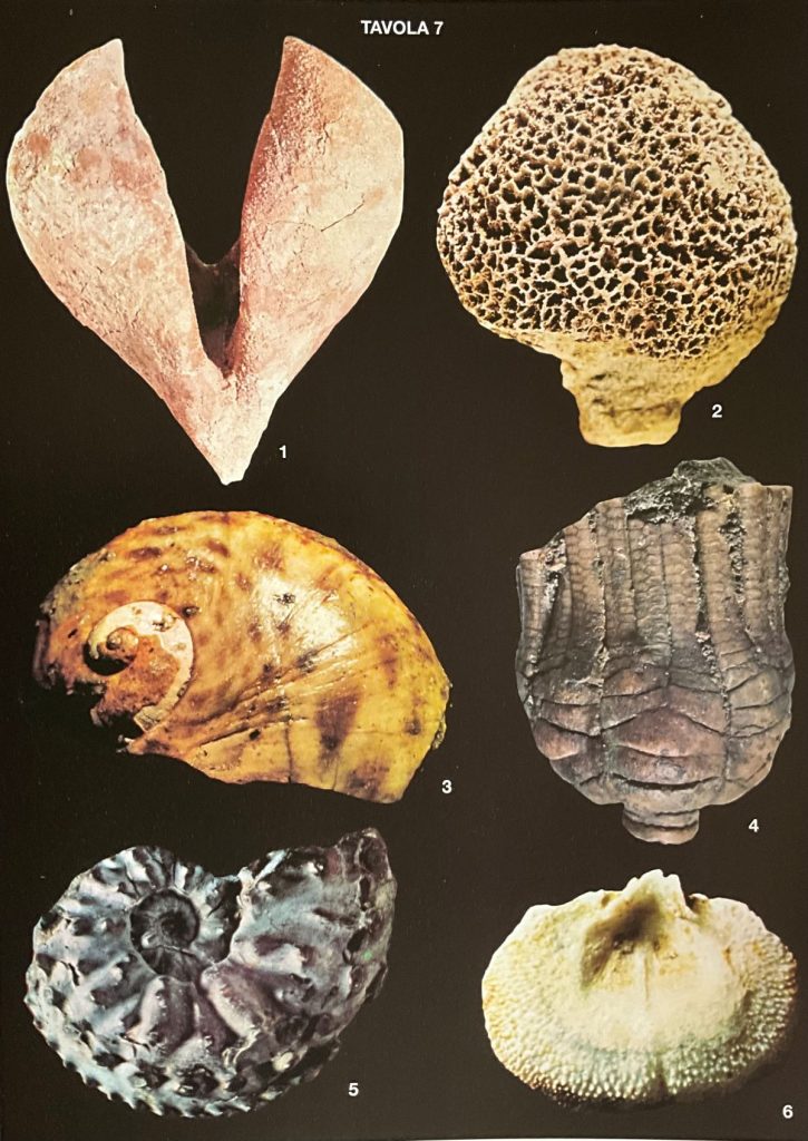 Fossili della Dolomia Principale e della Formazione Cassiana ( alcuni con traccia del colore originario). Foto Rinaldo Zardini