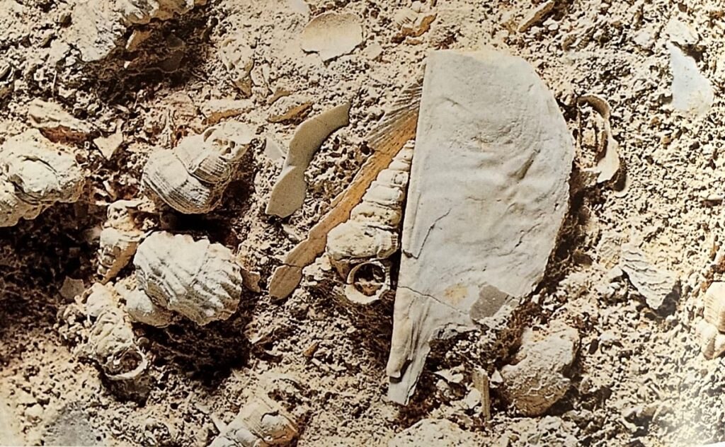 Fossili della Formazione Cassiana. Foto Rinaldo Zardini