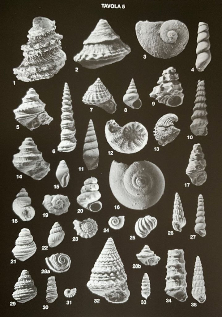 Gasteropodi e ammoniti della Formazione Cassiana. Foto Rinaldo Zardini