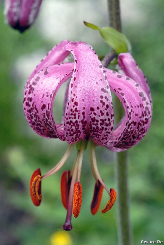 Giglio martagone (Lilium martagon). Foto Cesare Re