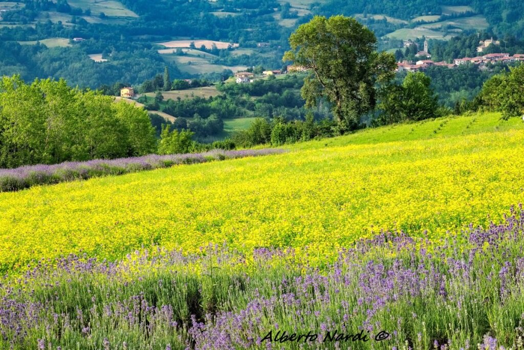 Ginestrino e lavanda con sullo sfondo il villaggio di Paroldo. Foto Alberto Nardi