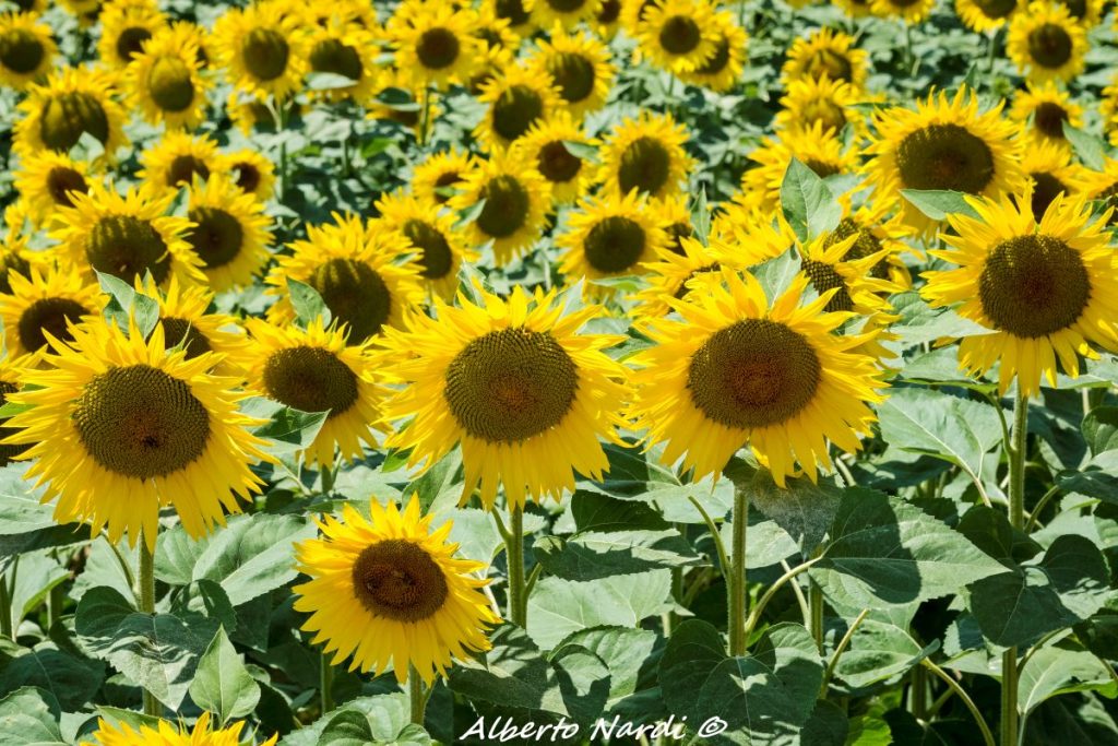 Girasoli. Foto Alberto Nardi