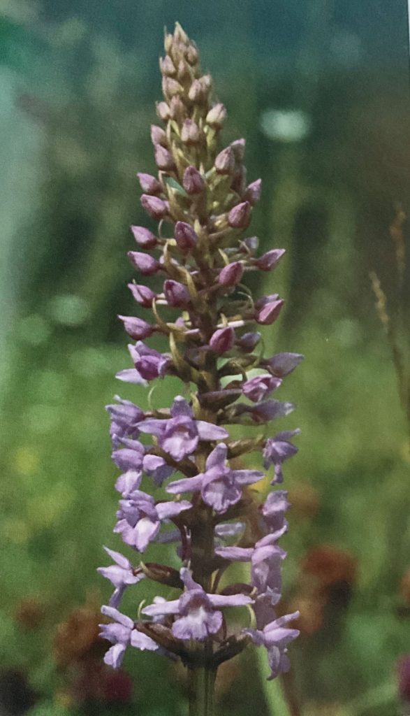 Gymnadenia conopsea. Foto da Orchidee delle Dolomiti d