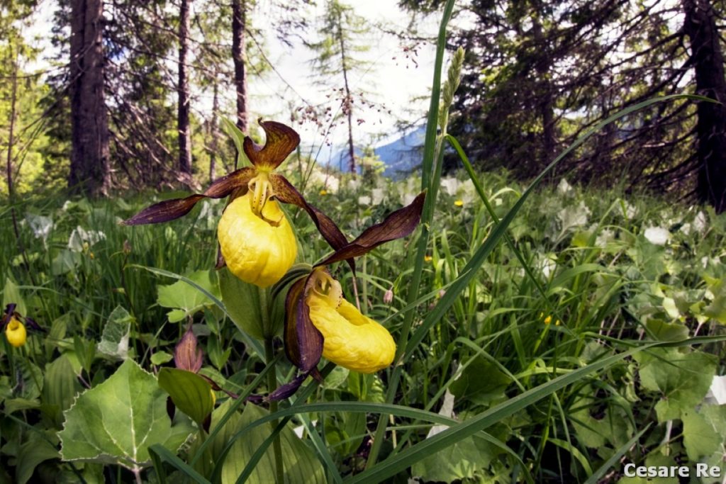 I colori della Scarpetta di Venere. Foto Cesare Re