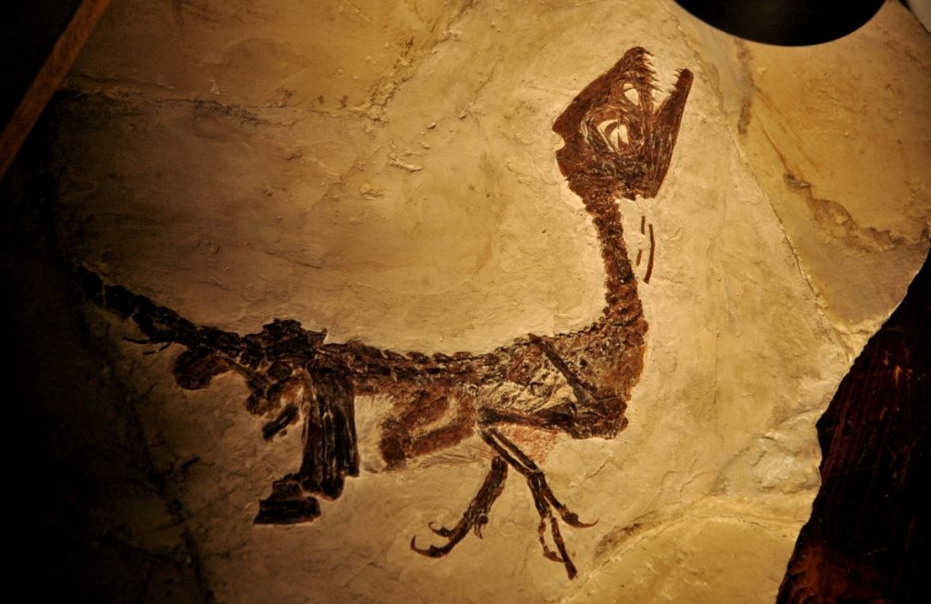 Il fossile di Ciro. Foto Stefano Ardito