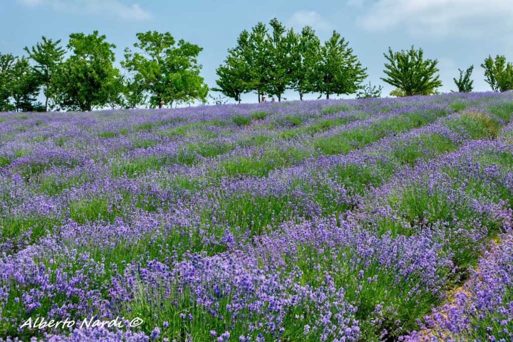 Il piacere di camminare tra i campi di lavanda in fiore. Foto Alberto Nardi