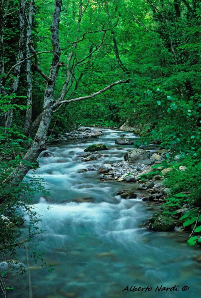 Il torrente Argentino circondato da un bosco di ontani. Foto Alberto Nardi