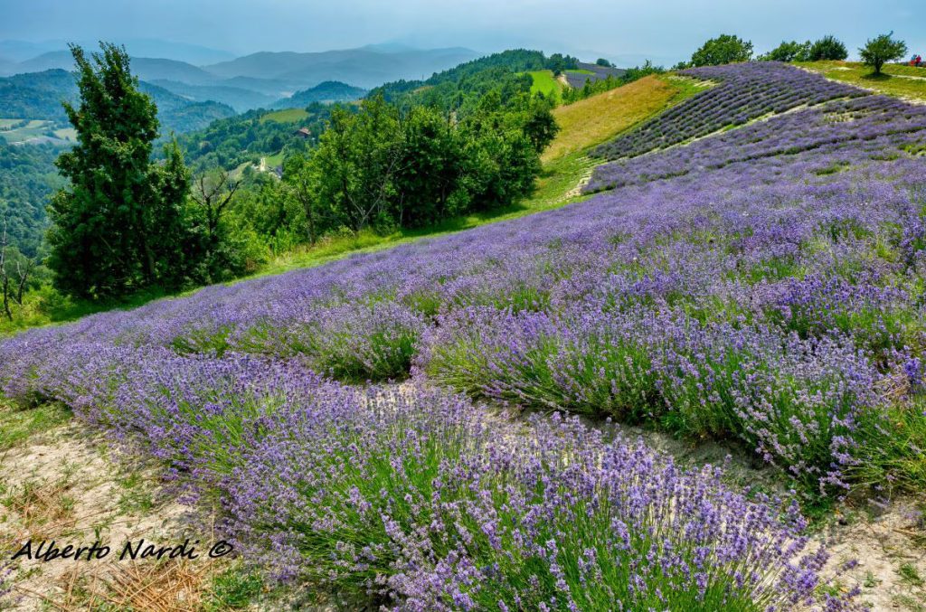 In cammino tra i campi di lavanda delle Langhe