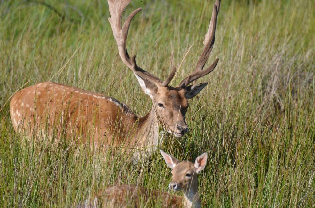 In presenza di cuccioli aumentano le possibilità di comportamenti aggressivi @ AdobeStock