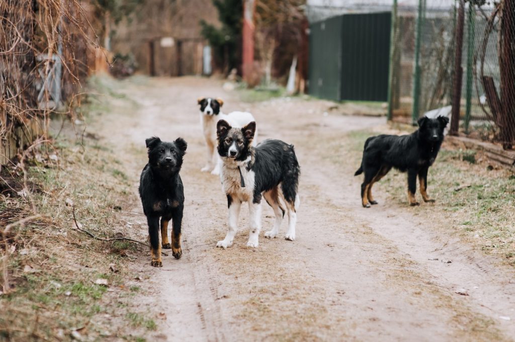 Incontri ravvicinati di cui si vorrebbe fare a meno. @AdobeStock