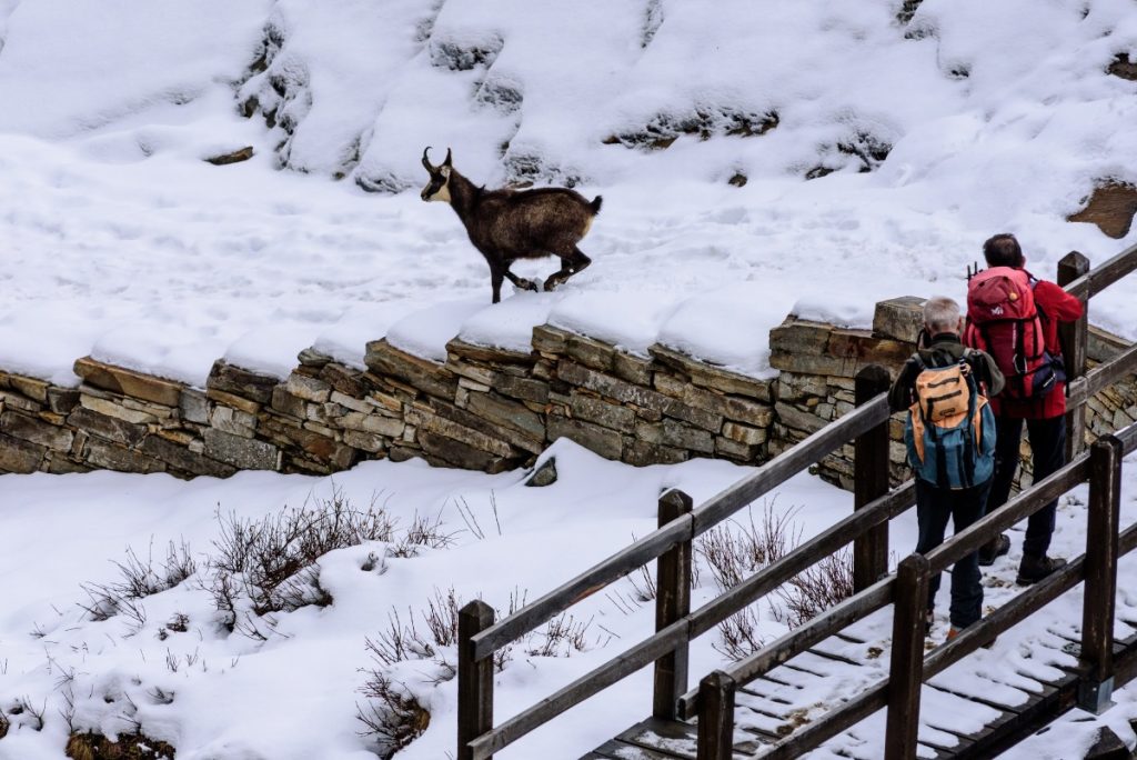 Incontro ravvicinato nel Parco Nazionale Gran Paradiso @ AdobeStock