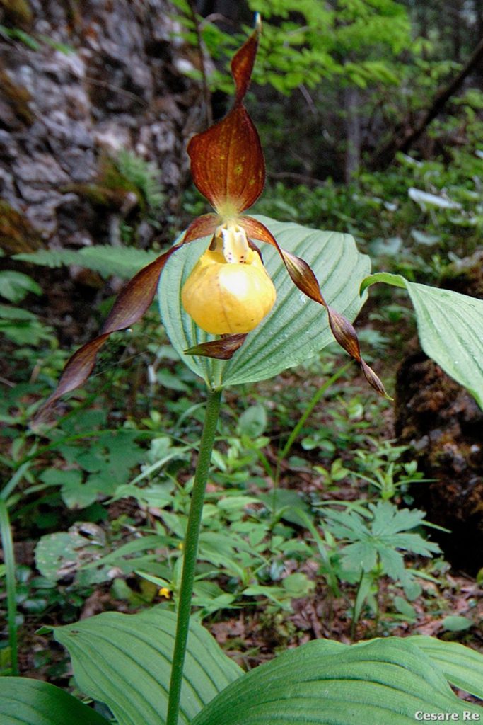La Scarpetta di Venere (Cypripedium calceolus). Foto Cesare Re
