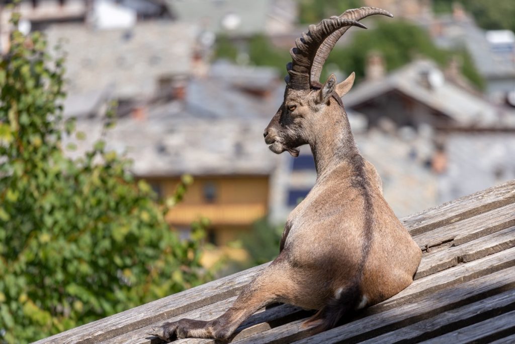 La presenza degli ungulati nei centri abitati è sempre più frequente @ AdobeStock
