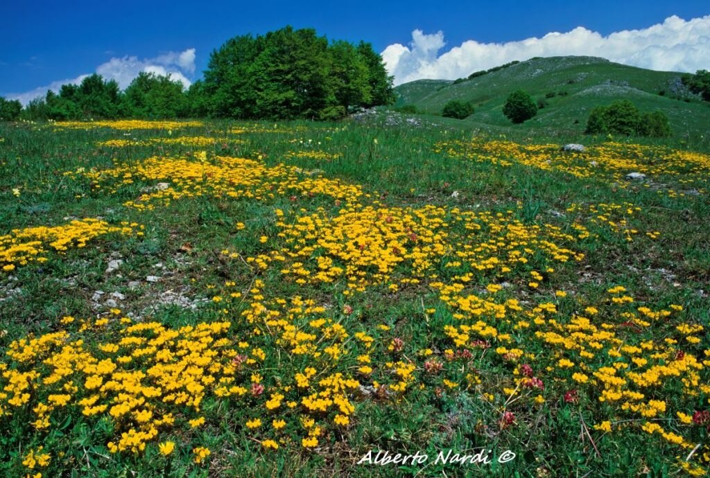 La spettacolare fioritura del Piano di Mezzo. Foto Alberto Nardi
