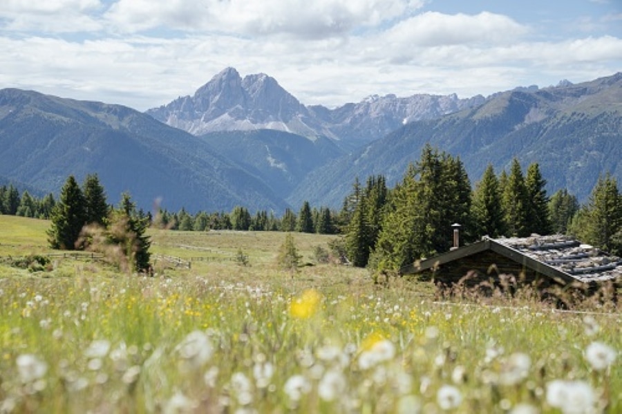 Malghe in fiore, in Valle Aurina @Keyvisual Südtiroler Almblüte