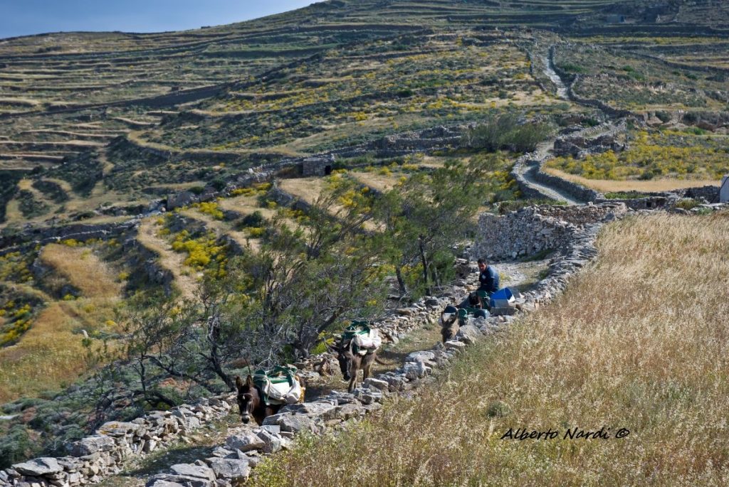 Molti itinerari percorrono viottoli circondati da muretti a secco. Foto Alberto Nardi