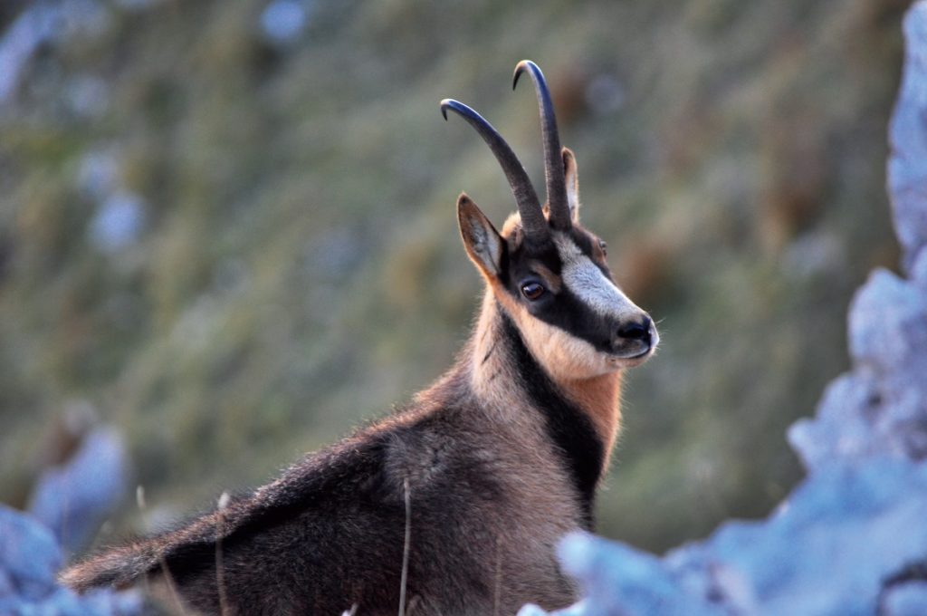 Monte Marsicano, camoscio. Foto Stefano Ardito