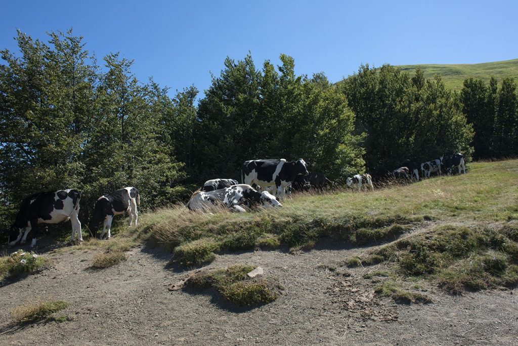 Mucche ai bordi di una torbiera. Foto Roberto Carnevali