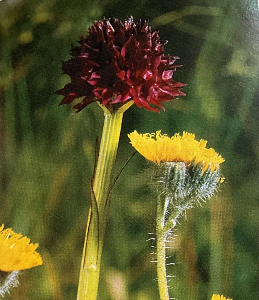 Nigritella nigra. Foto da Orchidee delle Dolomiti d